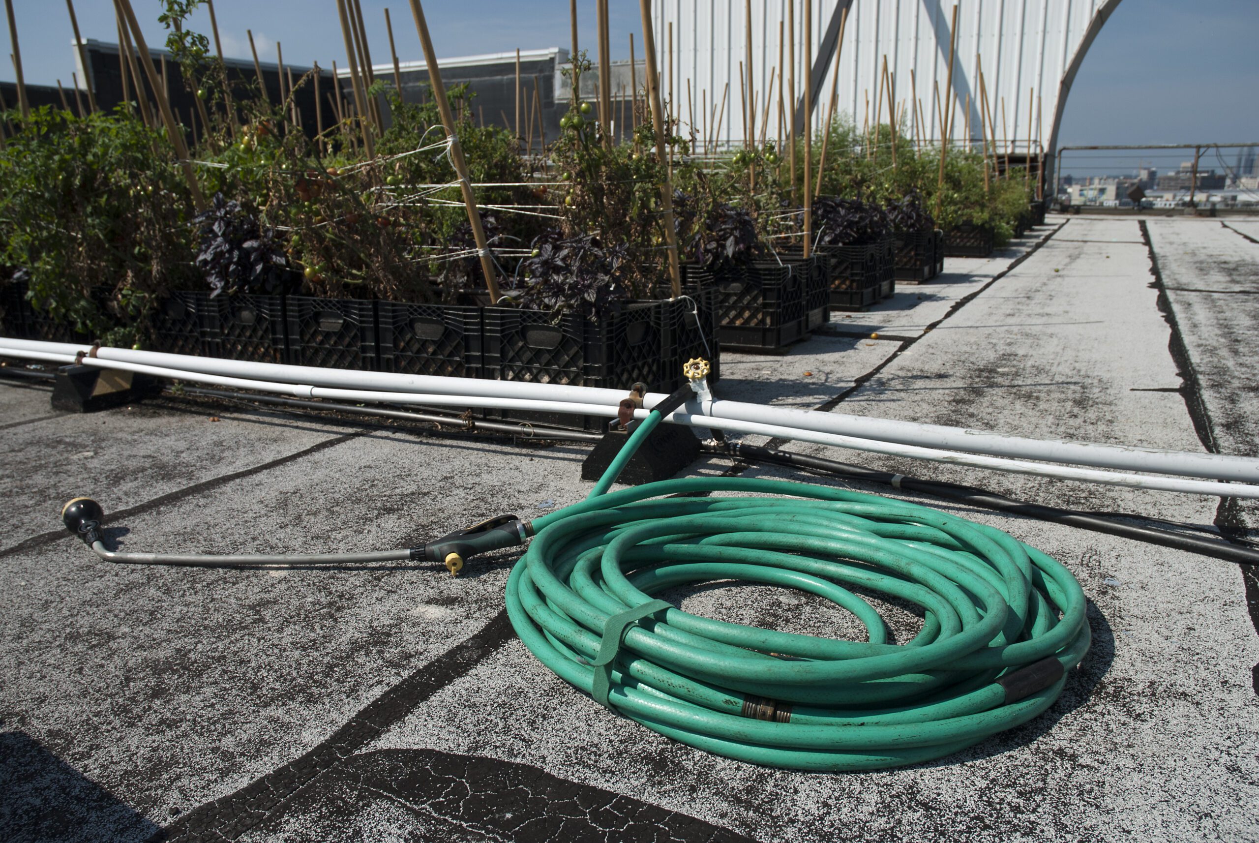 Buy Velcro Reusable Plant Ties 15mm - Roll of 5m (Green or Black) –  GrowingGreen NZ