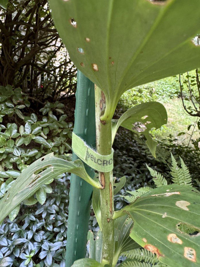 What to plant in October up close image of VELCRO Brand Garden Ties