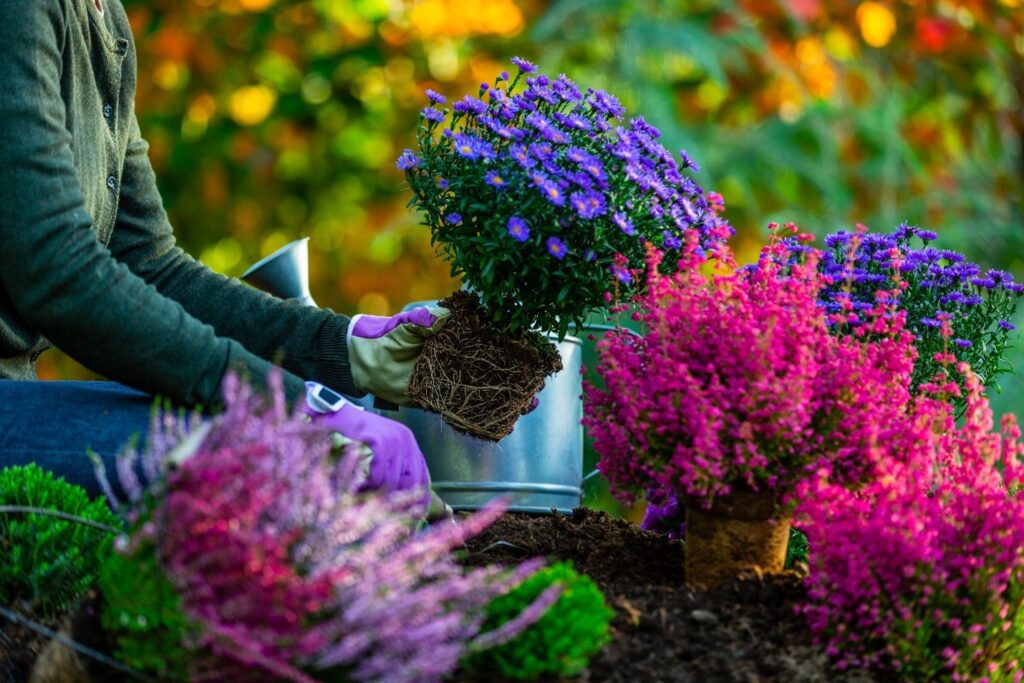 What to plant in October Mums